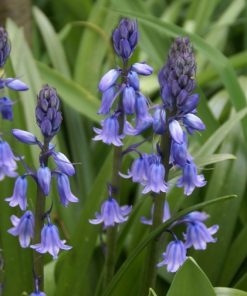 Hyacinthoides hispanica “Blauw”