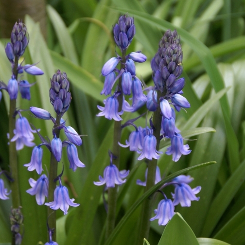 Hyacinthoides hispanica “Blauw”