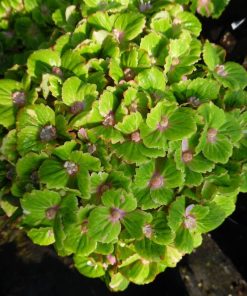 Hydrangea macrophylla “Rembrandt Vibrant Verde”