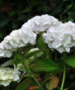 Hydrangea macrophylla “Soeur Thérèse”