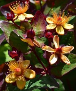 Hypericum x inodorum “Magical Universe”