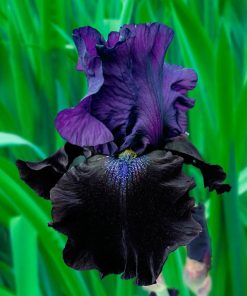 Iris germanica “Night Owl”