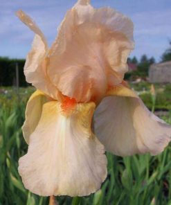 Iris “Constant Wattez”