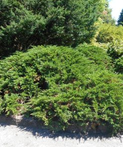 Juniperus sabina “Tamariscifolia”