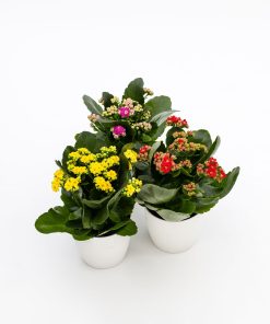 Kalanchoe “Calandiva” in varietà
