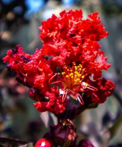 Lagerstroemia indica “Black Solitaire Crimson Red”