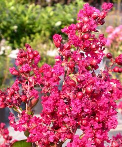 Lagerstroemia indica “Nana Petite Red”