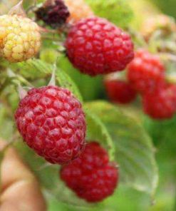 Lampone “Ottawa” – Unifero Tardivo