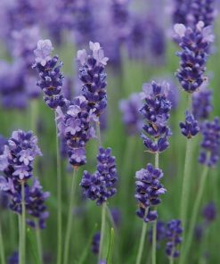 Lavandula angustifolia “Blue Essence”