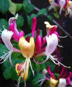 Lonicera periclymenum “Belgica”