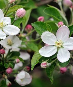 Malus “New York”