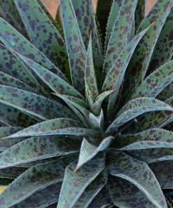 Mangave “Pineapple Express”