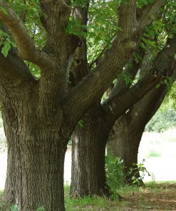 Morus alba “Fruitless”