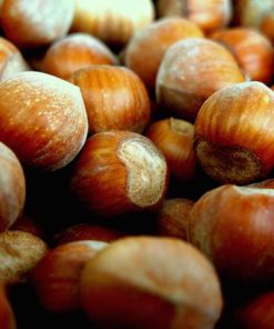 Nocciolo “Tonda Giffoni”