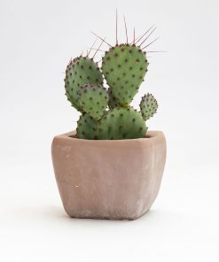 Opuntia var. macrocentra “Santa-Rita”