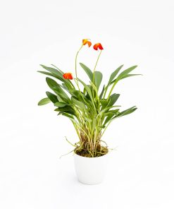Orchidea Masdevallia “Ignea”