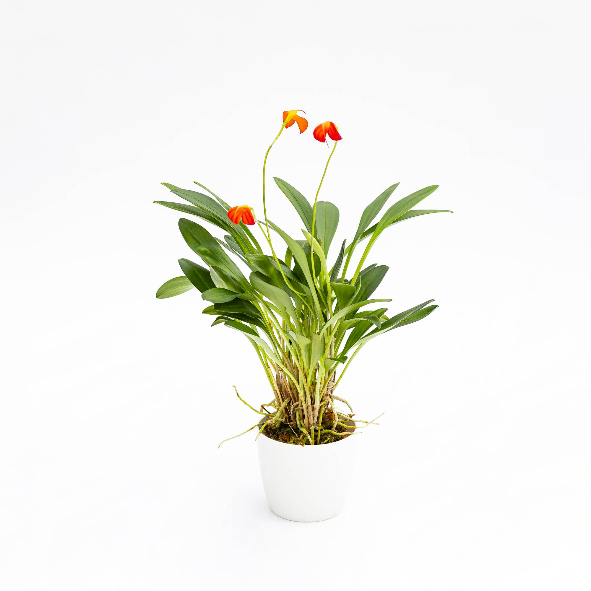 Orchidea Masdevallia “Ignea”