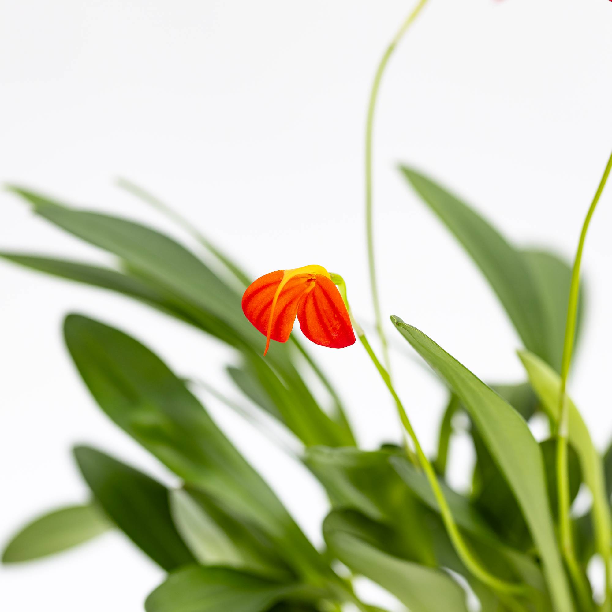 Orchidea Masdevallia “Ignea” - immagine 2