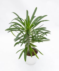 Pachypodium lamerei