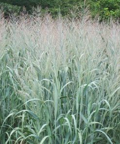 Panicum virgatum “Dallas Blue”