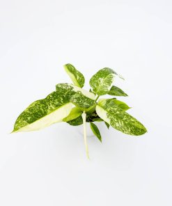 Philodendron “Jose Buono”