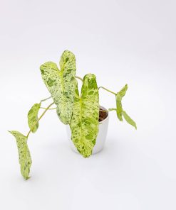 Philodendron “Paraiso Verde”