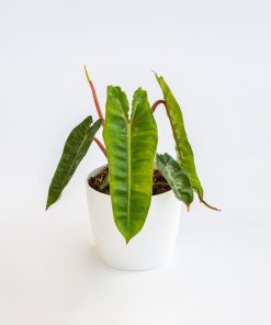 Philodendron billietiae