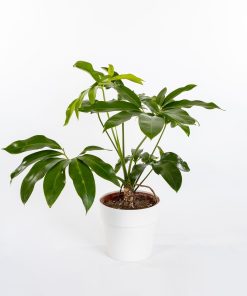 Philodendron goeldii
