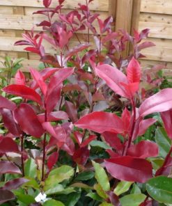 Photinia x fraseri “Red Select”