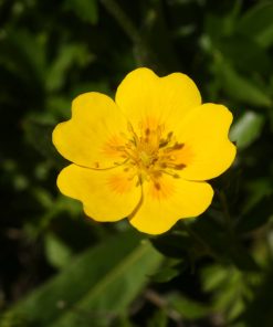Potentilla aurea