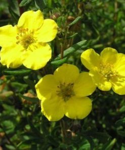 Potentilla fruticosa “Goldstar”