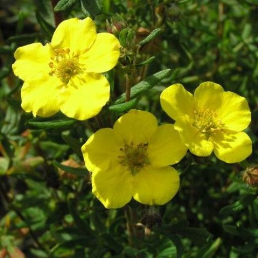 Potentilla fruticosa “Goldstar”