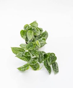 Pothos pictus “Silvery Ann”