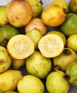 Psidium guajava – polpa gialla
