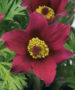 Pulsatilla vulgaris “Pulsar Red Shades”