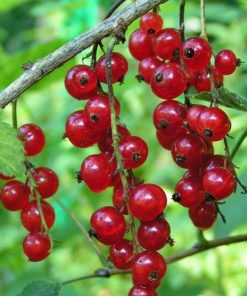 Ribes Rosso a Media Maturazione