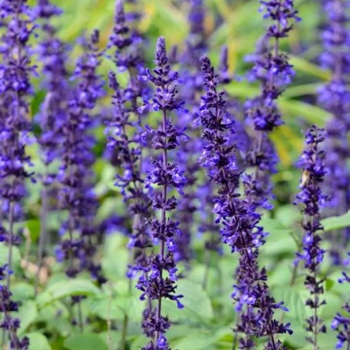 Salvia “Mystic Spires Blue”