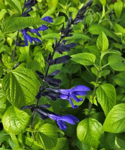 Salvia guaranitica “Black and Blue”