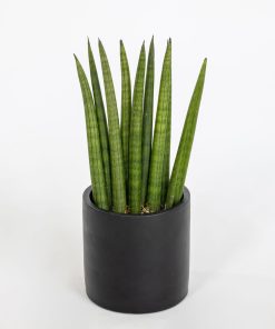 Sansevieria cylindrica