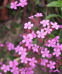 Saponaria ocymoides 