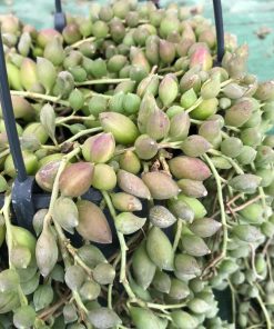 Senecio herreianus “Teardrops”