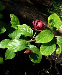Sinocalycanthus x raulstonii “Hartlage Wine”