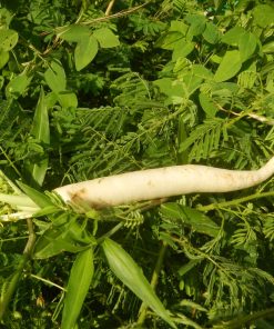 Smallanthus sonchifolius