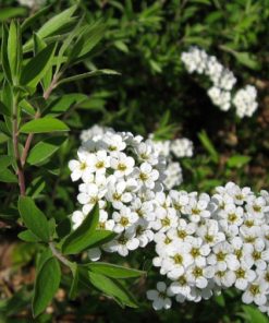 Spiraea thunbergii