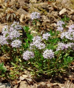 Thymus longicaulis