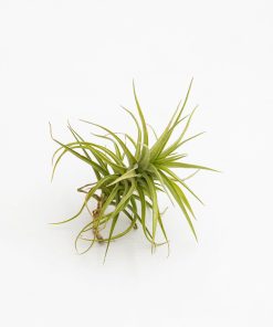 Tillandsia bergeri verde