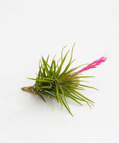 Tillandsia tenuifolia var. strobiliformis