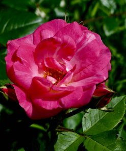 Rosa Ville de Roeulx