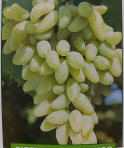 Uva Pizzutello bianco – pianta di 3 anni