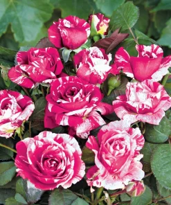 ROSA BARNI Scentimental